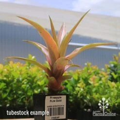 Pineapple Pure Gold -Garden Care Shop apo pineapple tubestock pure gold
