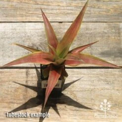 Pineapple Pure Gold -Garden Care Shop apo pineapple tubestock pure gold top