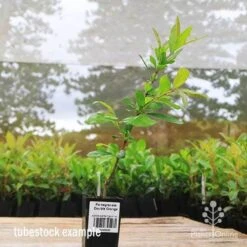 Pomegranate Double Orange -Garden Care Shop apo pomegranate double flower tubestock