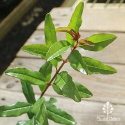 Pomegranate Double Orange -Garden Care Shop apo pomegranate double orange foliage 1