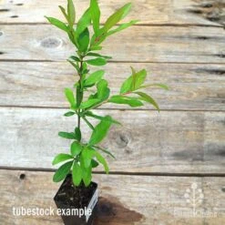 Pomegranate Double Orange -Garden Care Shop apo pomegranate double tubestock