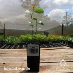 Blueberry Powder Blue 11 Blueberry Powder Blue -Garden Care Shop apo powder blue tubestock side