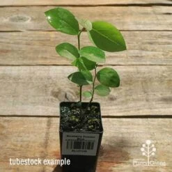 Blueberry Powder Blue 9 Blueberry Powder Blue -Garden Care Shop apo powder blue tubestock top