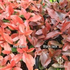 Photinia Black Jack 26 Photinia Black Jack -Garden Care Shop apo red robin black jack compare