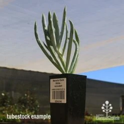 Senecio Chalk Sticks - Succulent 25 Senecio Chalk Sticks - Succulent -Garden Care Shop apo seneci ochalk sticks tubestock sun