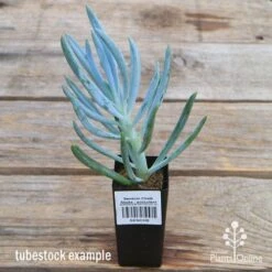 Senecio Chalk Sticks - Succulent 19 Senecio Chalk Sticks - Succulent -Garden Care Shop apo senecio chalk staicks tubestock current