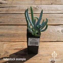 Senecio Chalk Sticks - Succulent 17 Senecio Chalk Sticks - Succulent -Garden Care Shop apo senecio chalk sticks tubestock