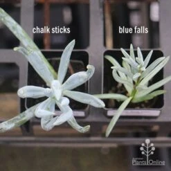 Senecio Chalk Sticks - Succulent 26 Senecio Chalk Sticks - Succulent -Garden Care Shop apo senecio chalk sticks v blue falls 1