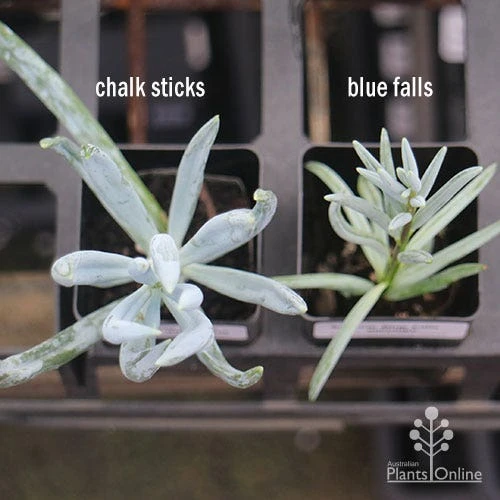 Senecio Chalk Sticks - Succulent 14 Senecio Chalk Sticks - Succulent - Image 12