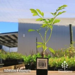 Radermachera Summerscent -Garden Care Shop apo summerscent tubestock