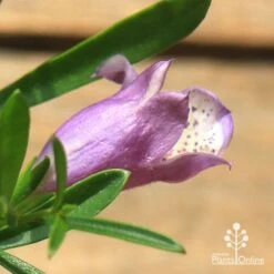 Eremophila Summertime Blue - Emu Bush 14 Eremophila Summertime Blue - Emu Bush -Garden Care Shop apo summertime blue eremophila flower