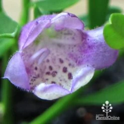Eremophila Summertime Blue - Emu Bush 17 Eremophila Summertime Blue - Emu Bush -Garden Care Shop apo summertime blue eremophila flower macro