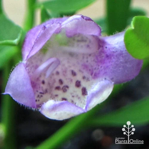 Eremophila Summertime Blue - Emu Bush 10 Eremophila Summertime Blue - Emu Bush - Image 8