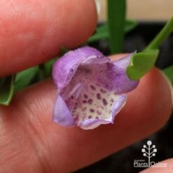 Eremophila Summertime Blue - Emu Bush 15 Eremophila Summertime Blue - Emu Bush -Garden Care Shop apo summertime blue eremophila flower size