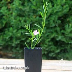 Eremophila Summertime Blue - Emu Bush 16 Eremophila Summertime Blue - Emu Bush -Garden Care Shop apo summertime blue eremophila tubestock