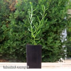 Eremophila Summertime Blue - Emu Bush 12 Eremophila Summertime Blue - Emu Bush -Garden Care Shop apo summertime blue eremophila tubestock2