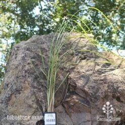 Pennisetum Alopecuroides - Swamp Fountain Grass 19 Pennisetum Alopecuroides - Swamp Fountain Grass -Garden Care Shop apo swamp grass tubestock new