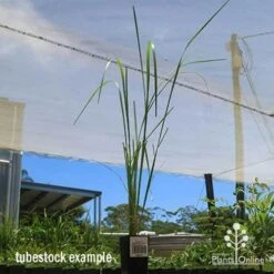Pennisetum Alopecuroides - Swamp Fountain Grass 17 Pennisetum Alopecuroides - Swamp Fountain Grass -Garden Care Shop apo swamp grass tubestock tall