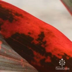 Cordyline Fruticosa Tangelo -Garden Care Shop apo tangelo closeup