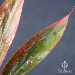 Cordyline Fruticosa Tangelo -Garden Care Shop apo tangelo leaf