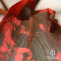 Cordyline Fruticosa Tangelo -Garden Care Shop apo tangelo leaf close