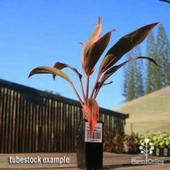Cordyline Fruticosa Tangelo -Garden Care Shop apo tangelo tubestock blue sky