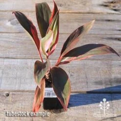 Cordyline Fruticosa Tangelo -Garden Care Shop apo tangelo tubestock top