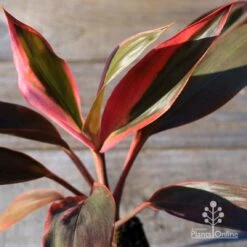 Cordyline Fruticosa Tangelo -Garden Care Shop apo tangelo tubestock2