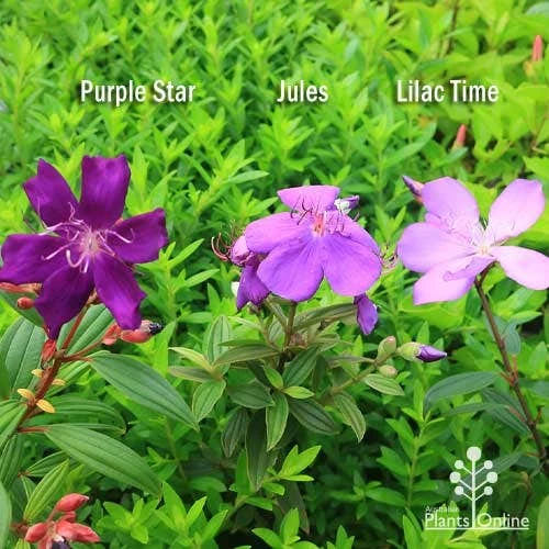 Tibouchina Purple Star 9 Tibouchina Purple Star - Image 7