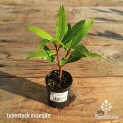 Laurus Nobilis - Bay Tree -Garden Care Shop apo tubestock laurus bay tree