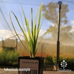 Lomandra Lime Tuff -Garden Care Shop apo tubestock lomandra lime tuff nursery