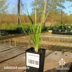 Lomandra Lime Tuff -Garden Care Shop apo tubestock lomandra lime tuff sky