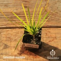 Lomandra Lime Tuff -Garden Care Shop apo tubestock lomandra lime tuff top