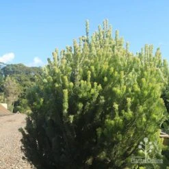 Adenanthos - Woolly Bush -Garden Care Shop apo woolly bush nursery