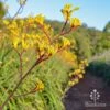 Anigozanthos Yellow Gem - Kangaroo Paw 1 Anigozanthos Yellow Gem - Kangaroo Paw -Garden Care Shop apo yellow gem anigozanthos nursery