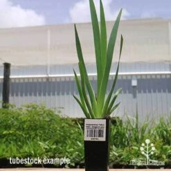 Garden Care Shop -Garden Care Shop apo yellow gem kangaroo paw tubestock