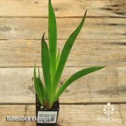 Anigozanthos Yellow Gem - Kangaroo Paw -Garden Care Shop apo yellow gem tubestock