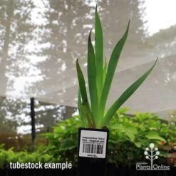 Anigozanthos Yellow Gem - Kangaroo Paw -Garden Care Shop apo yellow gem tubestock2