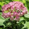 Hydrangea Ayesha -Garden Care Shop ayesha hydrangea in sun