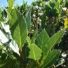 Laurus Nobilis - Bay Tree 2 Laurus Nobilis - Bay Tree -Garden Care Shop bay tree 6