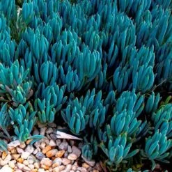 Senecio Chalk Sticks - Succulent 20 Senecio Chalk Sticks - Succulent -Garden Care Shop blue chalk sticks groundcover