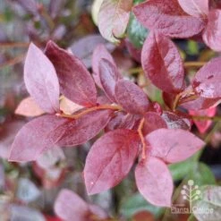 Blueberry Misty -Garden Care Shop blueberry misty autumn colour