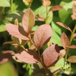 Blueberry Misty -Garden Care Shop blueberry misty foliage
