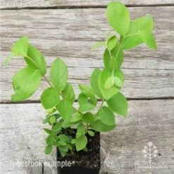 Blueberry Brightwell 13 Blueberry Brightwell -Garden Care Shop blueberry tube 3