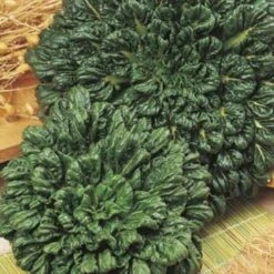 Bok Choi - Seed 7 Bok Choi - Seed -Garden Care Shop bok choi