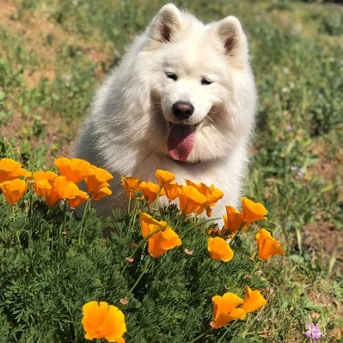 Californian Poppy Double - Seed 3 Californian Poppy Double - Seed