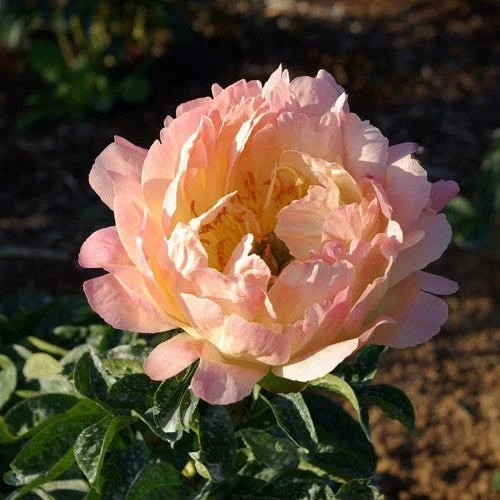 Peony Canary Brilliants - 1 Bulb 4 Peony Canary Brilliants - 1 Bulb - Image 2