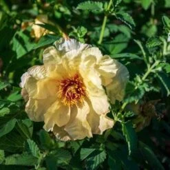 Peony Canary Brilliants - 1 Bulb 23 Peony Canary Brilliants - 1 Bulb -Garden Care Shop canary brilliants 3