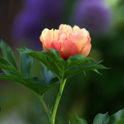 Peony Canary Brilliants - 1 Bulb 8 Peony Canary Brilliants - 1 Bulb - Image 6