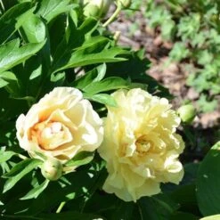 Peony Canary Brilliants - 1 Bulb 19 Peony Canary Brilliants - 1 Bulb -Garden Care Shop canary brilliants fd richards flickr